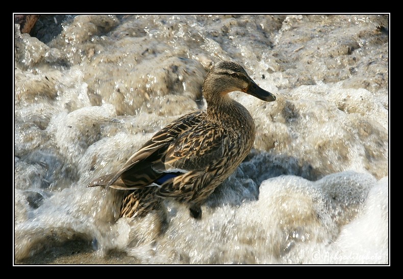 Canard 1